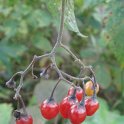 Solanum dulcamara fruit
